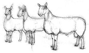 Rhinebeck sketch