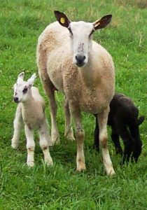 Clio and twins1 Bluefaced Leicester ewe and twin lambs