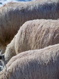 GoldenFleece2 Bluefaced Leicester fleeces