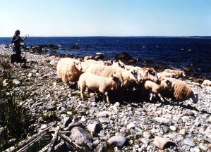 Anne Priest hearding sheep on McNutt's Island beach