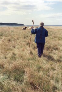 Anne Priest herding sheep on the point