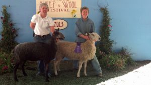 Champion Ewe MS&W